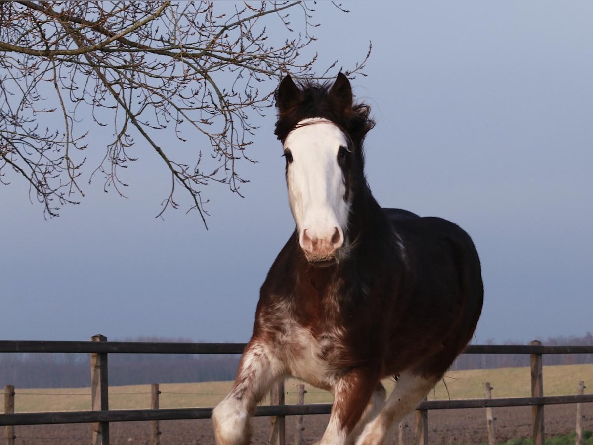 Clydesdale Klacz 6 lat 175 cm Gniada in Oud-Vossemeer