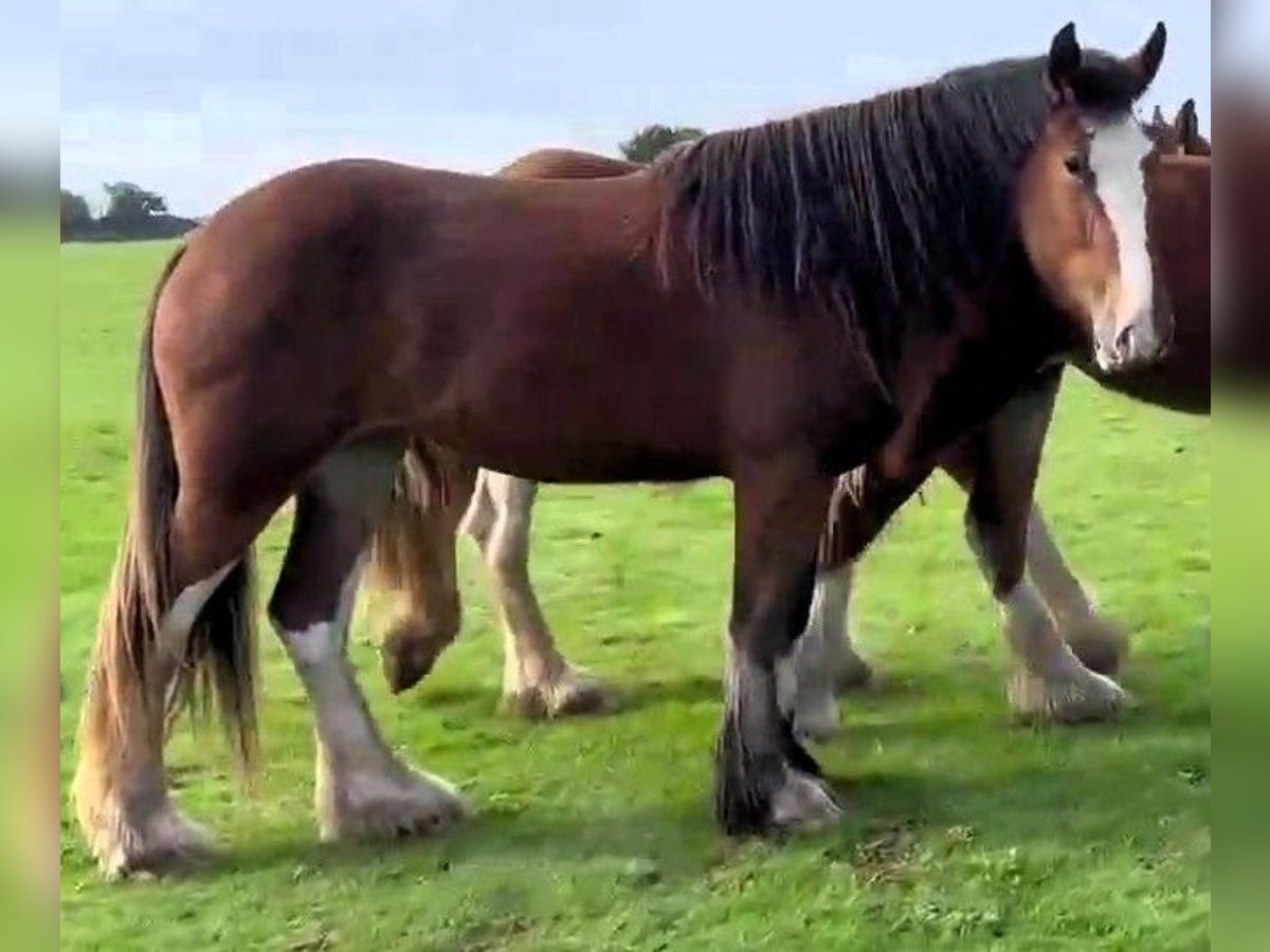 Clydesdale Mare 2 years in whtiegate Clydesdale Mare 2 years in whtiegate
