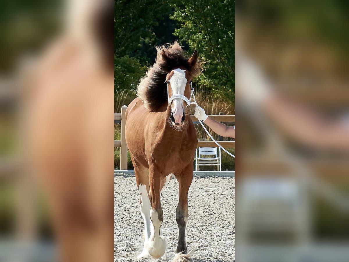 Clydesdale Mare 3 years 17,1 hh Bay in Slagelse