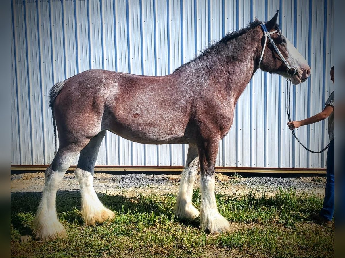 Clydesdale Merrie 11 Jaar 173 cm Roan-Bay in Somerset