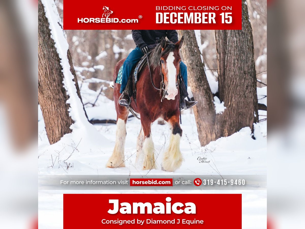 Clydesdale Merrie 11 Jaar 180 cm Roodbruin in Fairbank