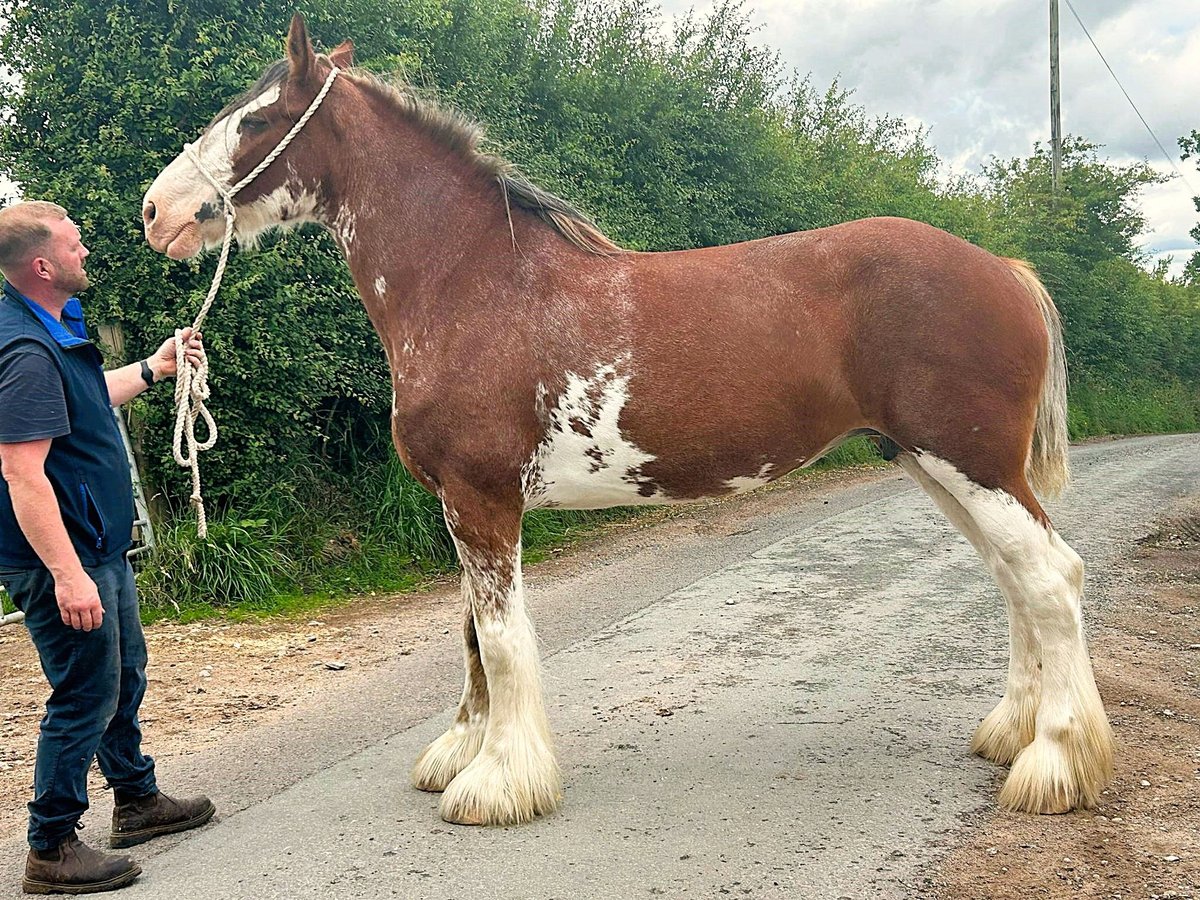 Clydesdale Merrie 11 Jaar in marbury Clydesdale Merrie 11 Jaar in marbury
