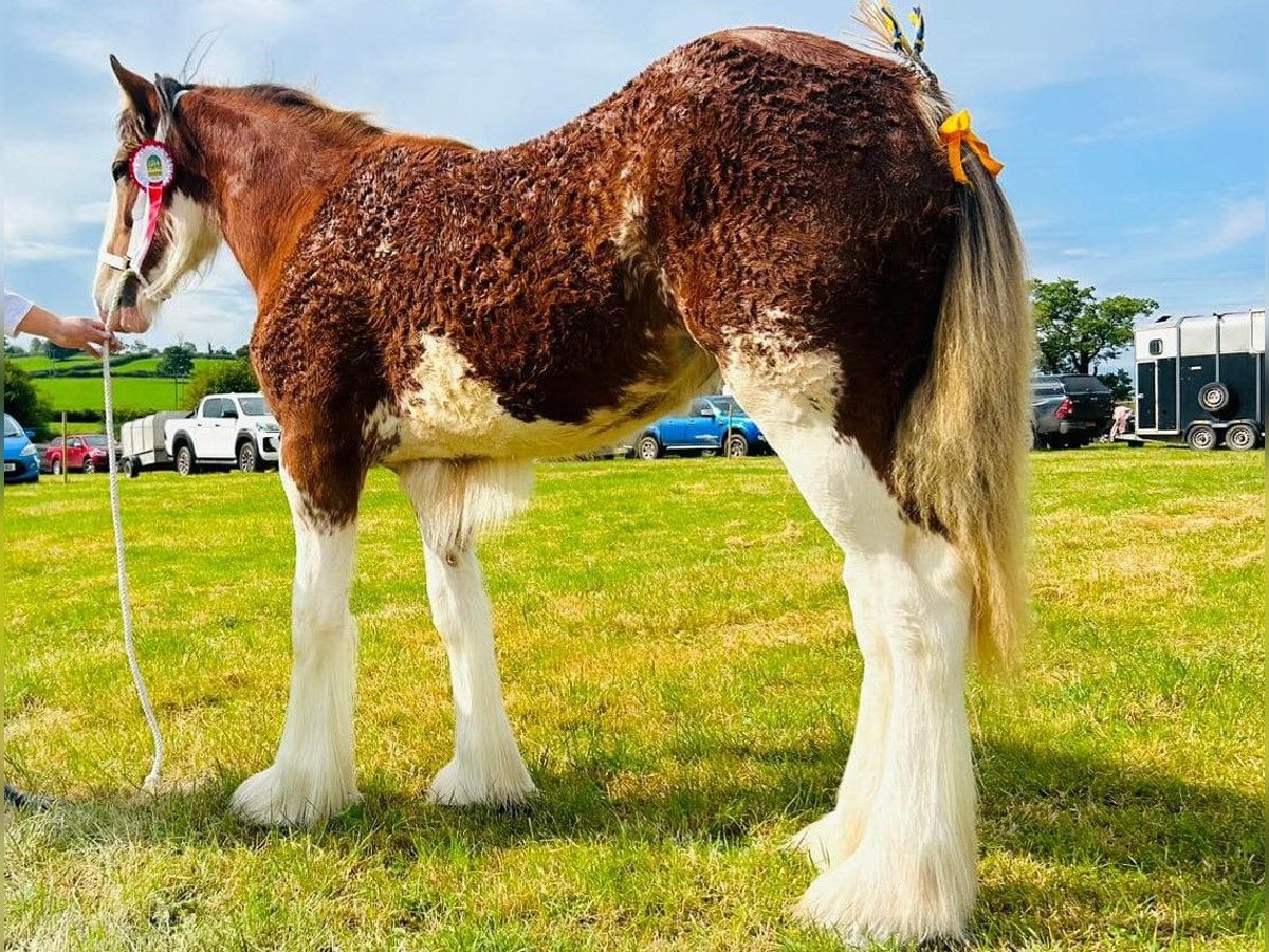 Clydesdale Merrie 1 Jaar in whitegate