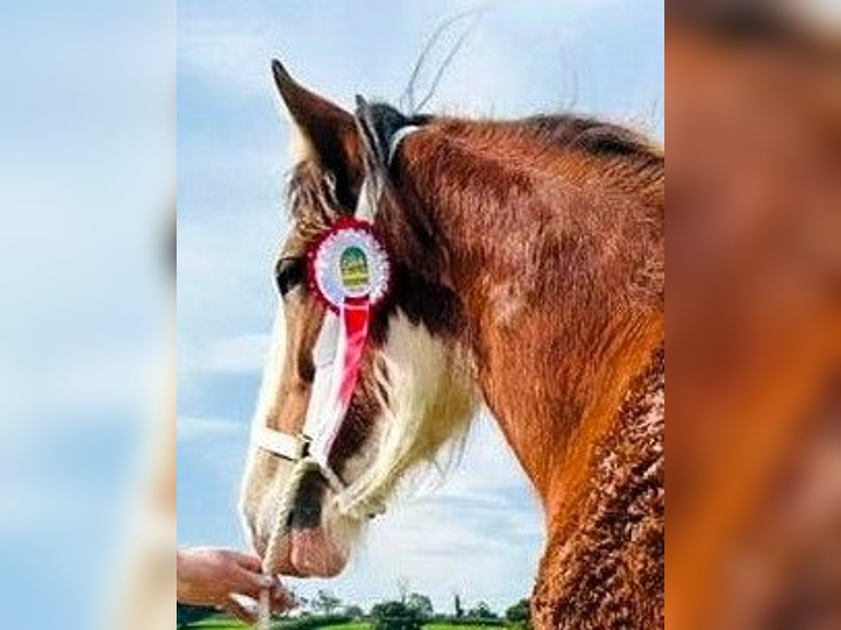 Clydesdale Merrie 2 Jaar in whitegate