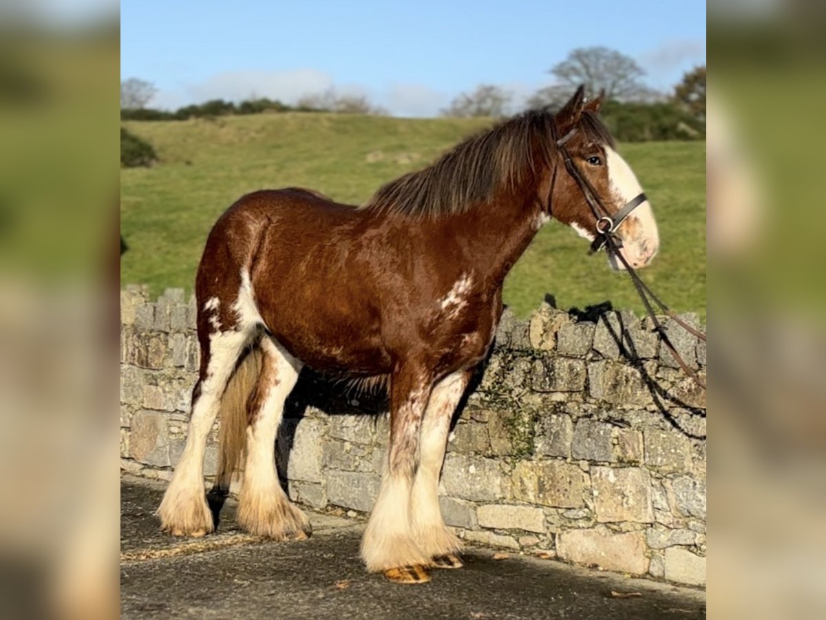 Clydesdale Merrie 3 Jaar 166 cm Roan-Bay in Down