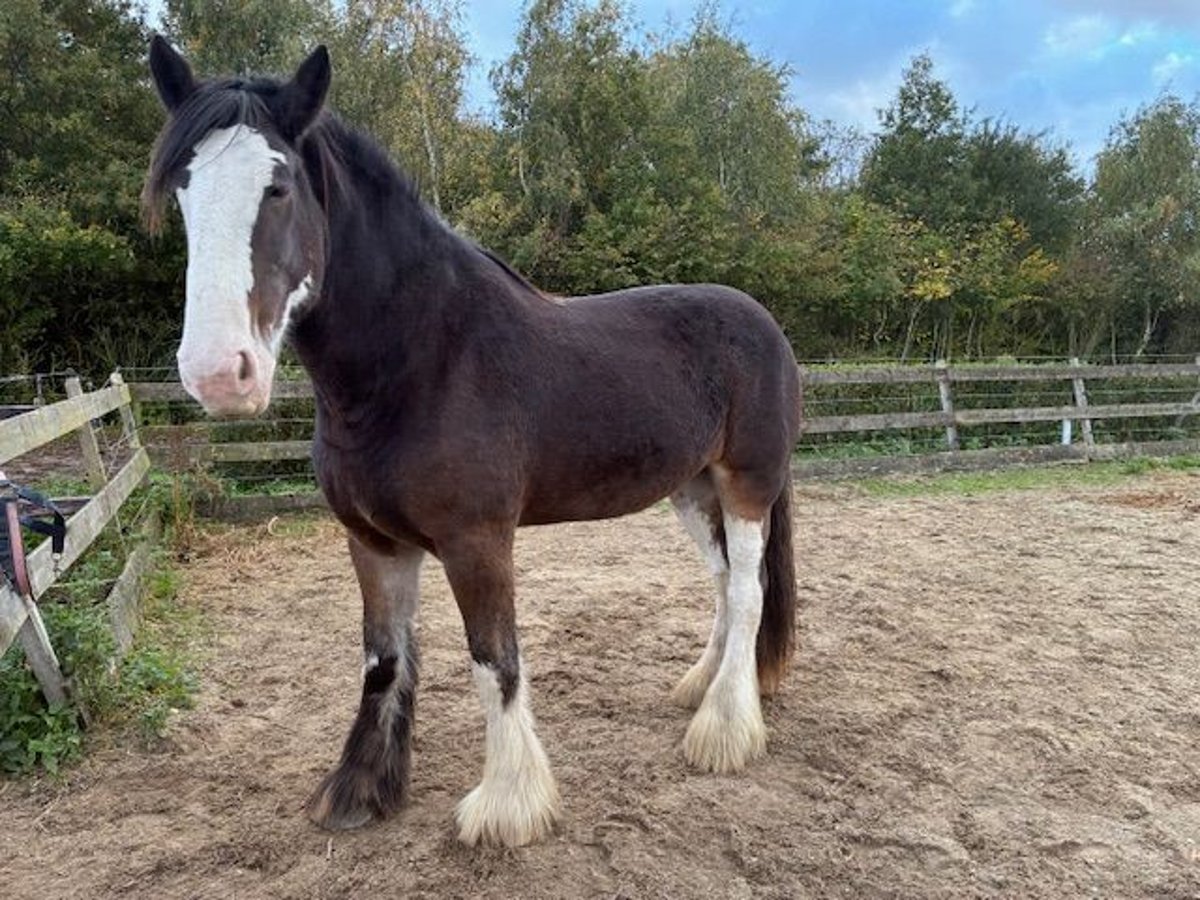 Clydesdale Merrie 6 Jaar 181 cm Zwartbruin in Burgh-Haamstede Clydesdale Merrie 6 Jaar 181 cm Zwartbruin in Burgh-Haamstede