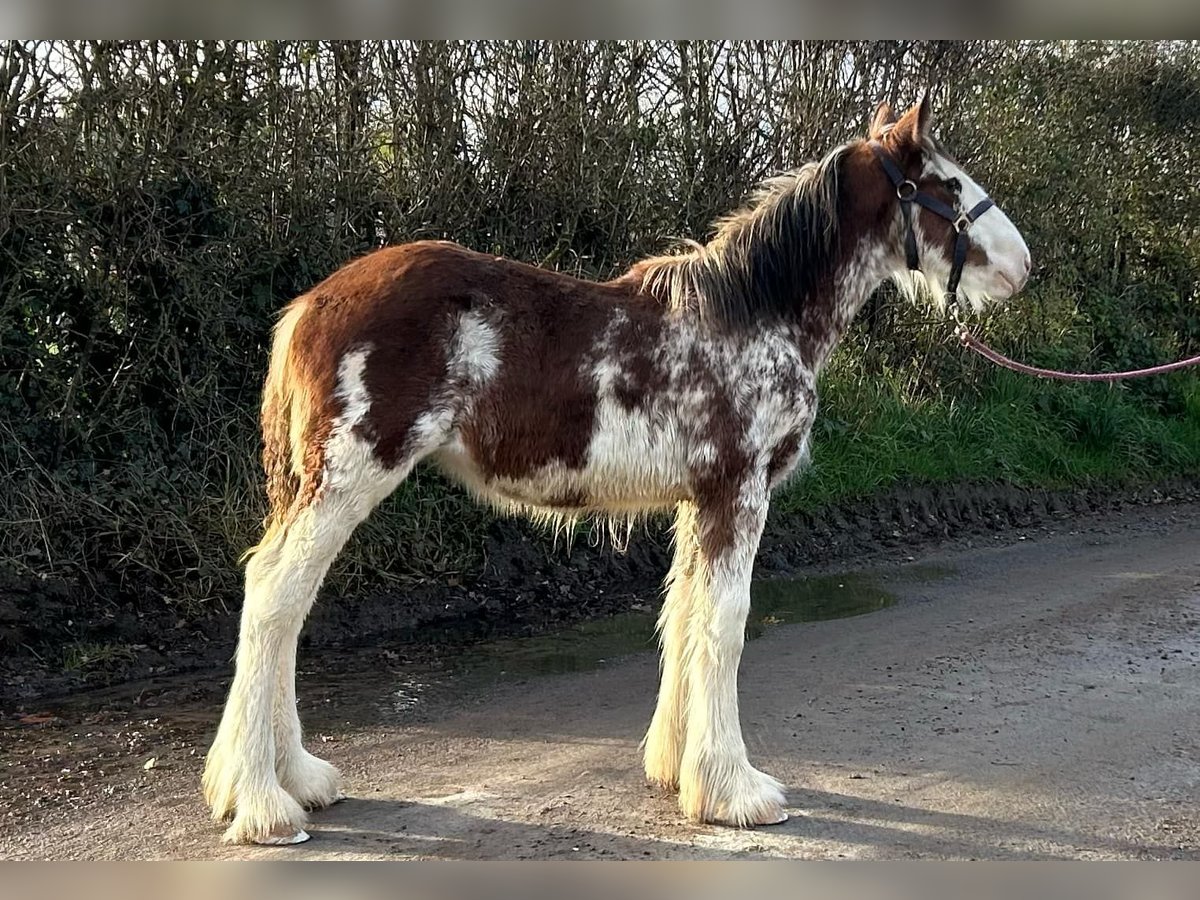 Clydesdale Merrie veulen (05/2024) in whitegate