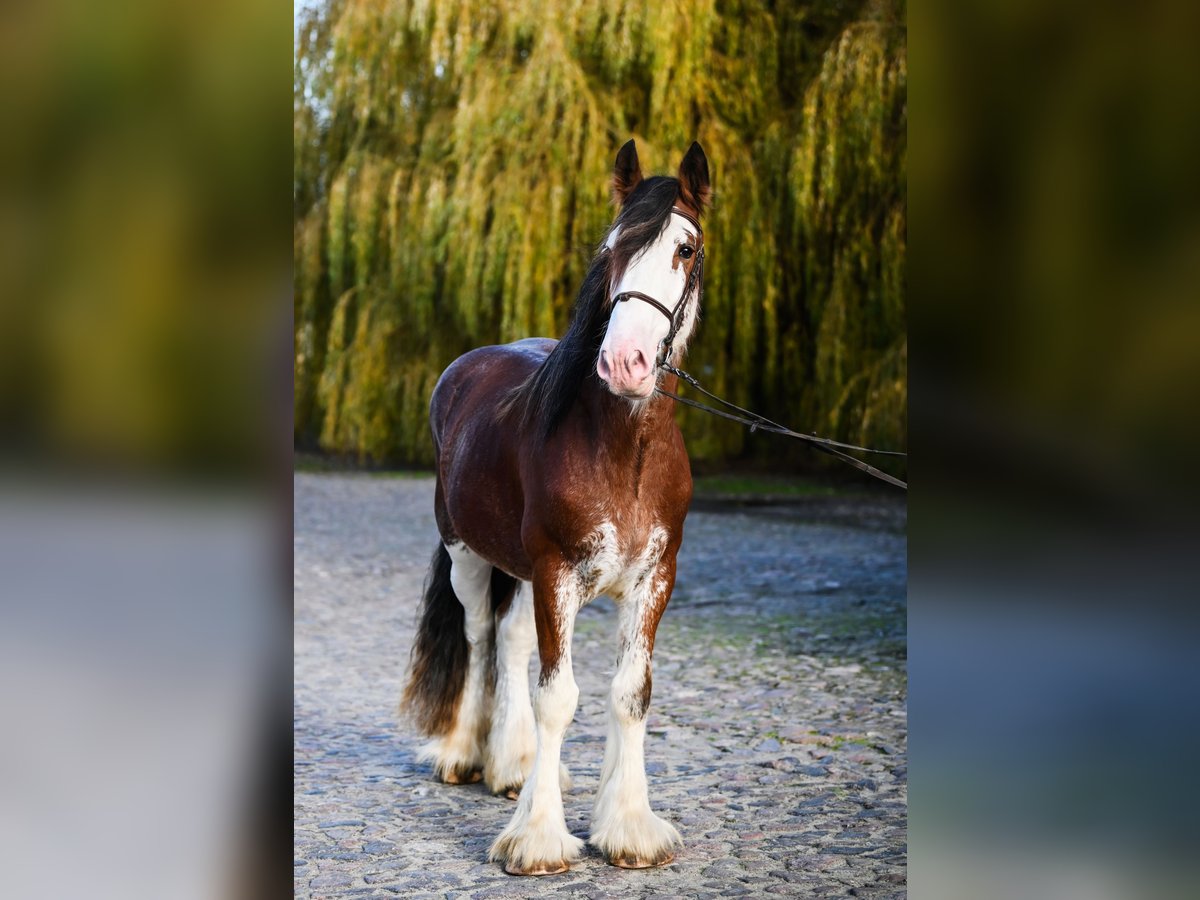 Clydesdale Ogier 3 lat 165 cm Gniadodereszowata in Racot