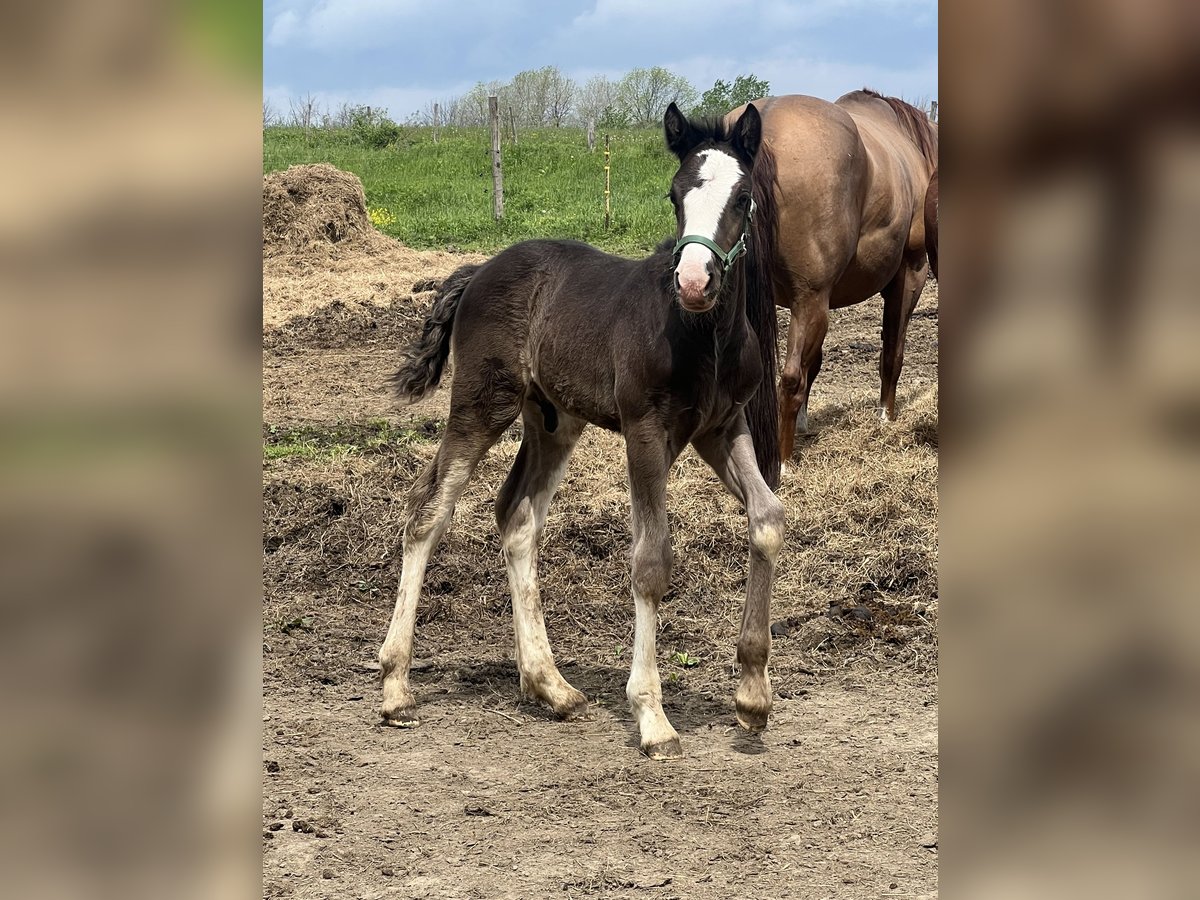 Clydesdale Mix Ogier  163 cm Kara in Dewittville