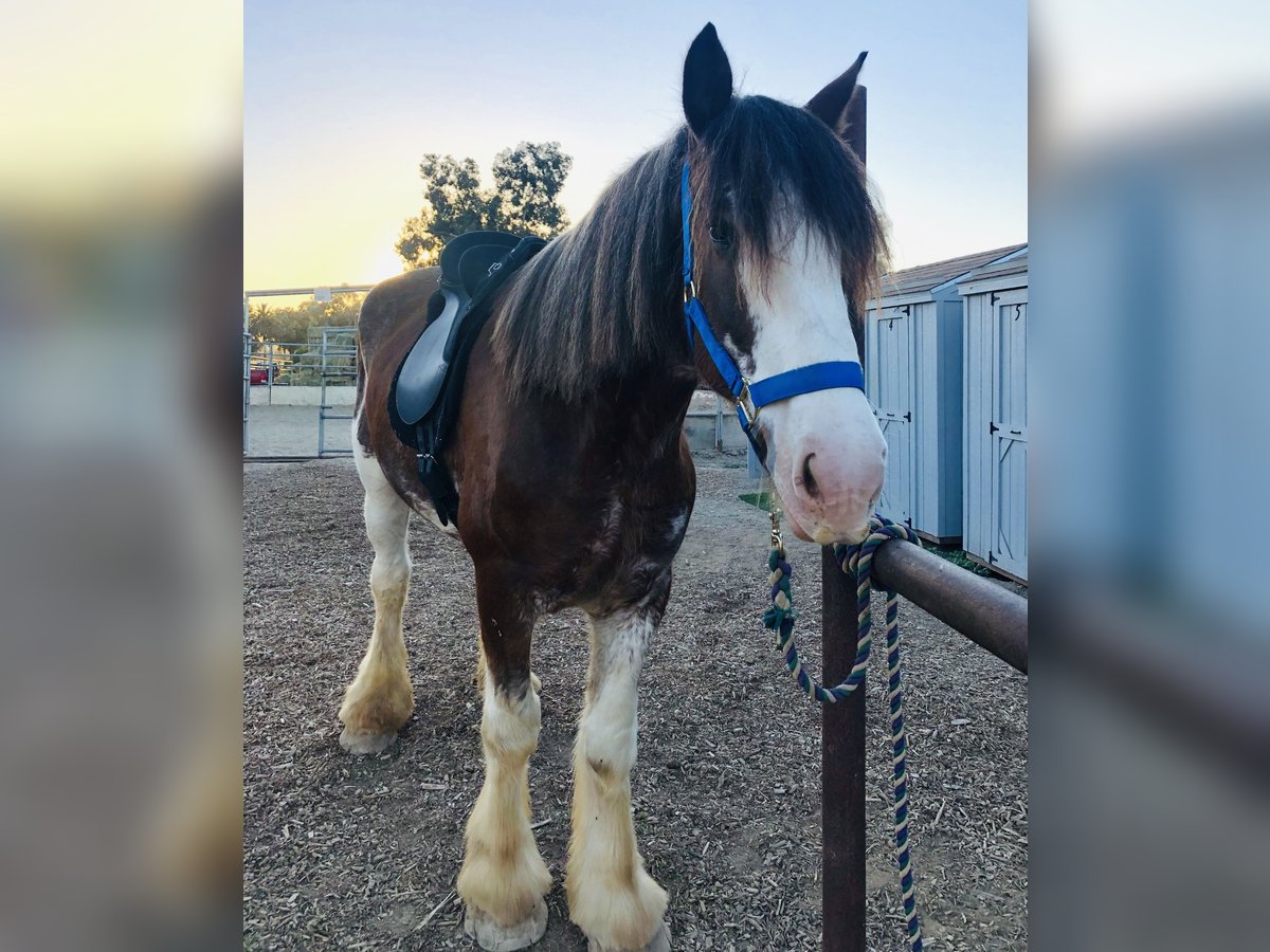 Clydesdale Ruin 9 Jaar 173 cm Roan-Red in Ramona