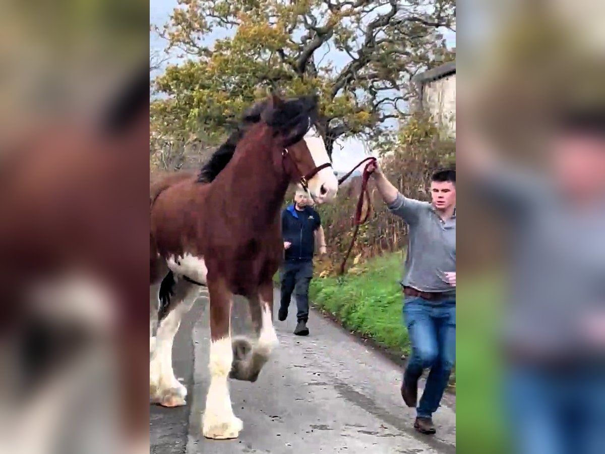 Clydesdale Semental 2 años in whitegate