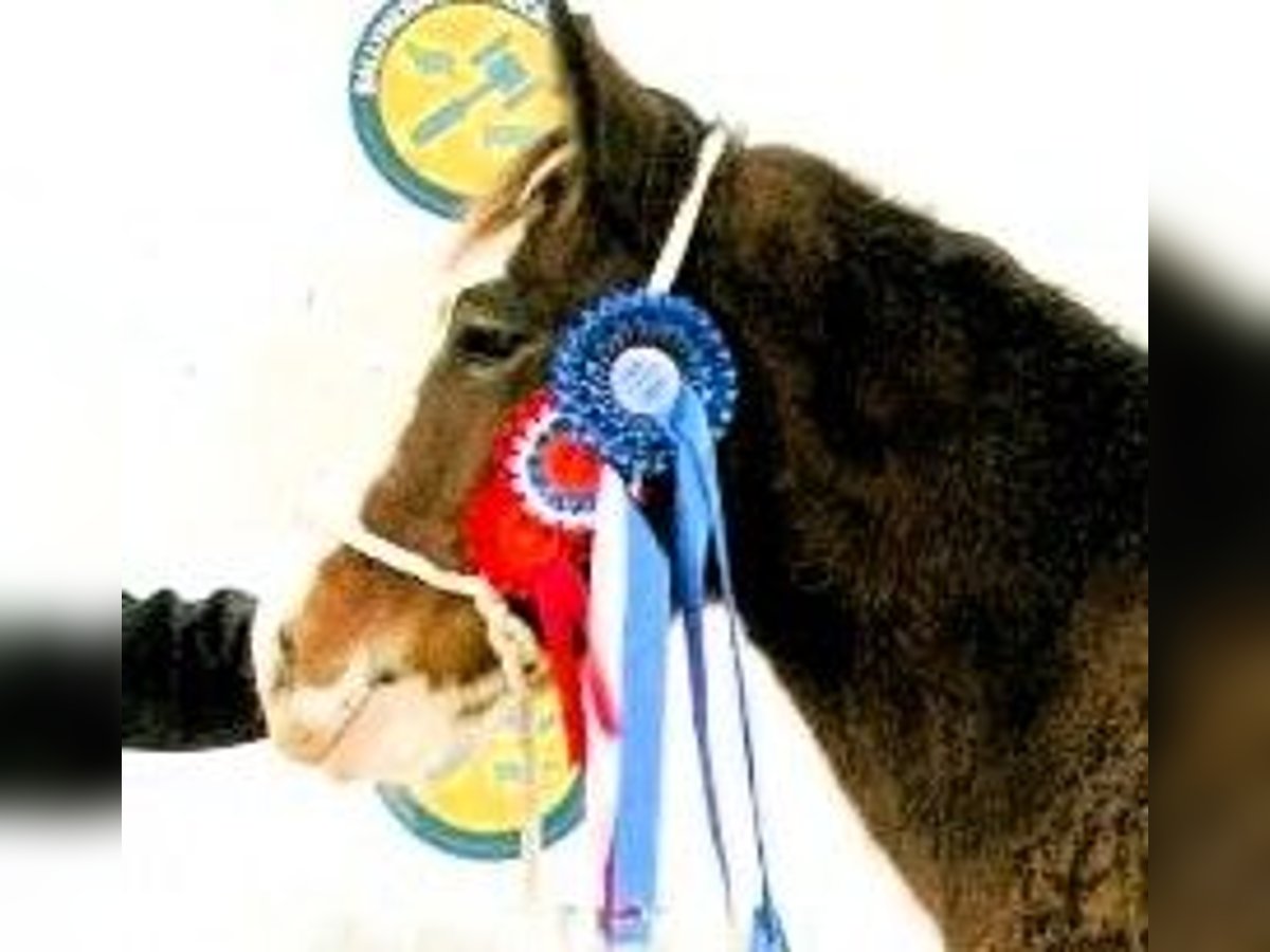 Clydesdale Stallion 2 years in marbury