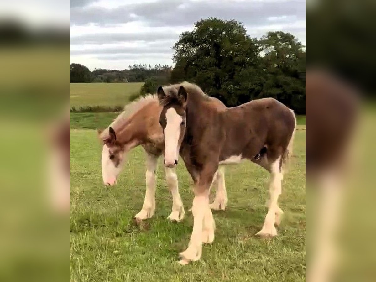 Clydesdale Stallion Foal (04/2025) in whitgate