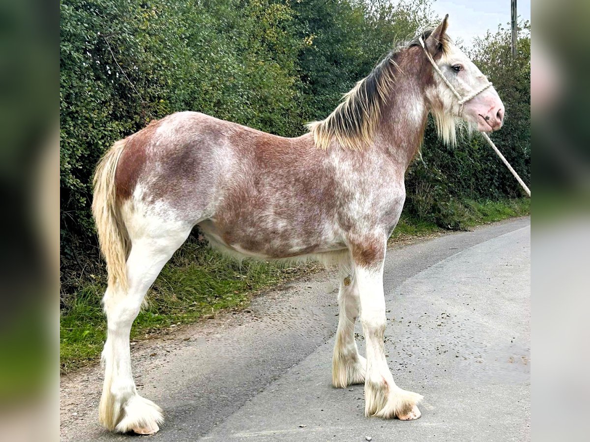 Clydesdale Stallion Foal (01/2025) in marbury