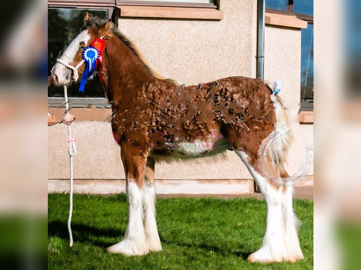 Clydesdale Stallone Puledri (04/2025) in whitegate