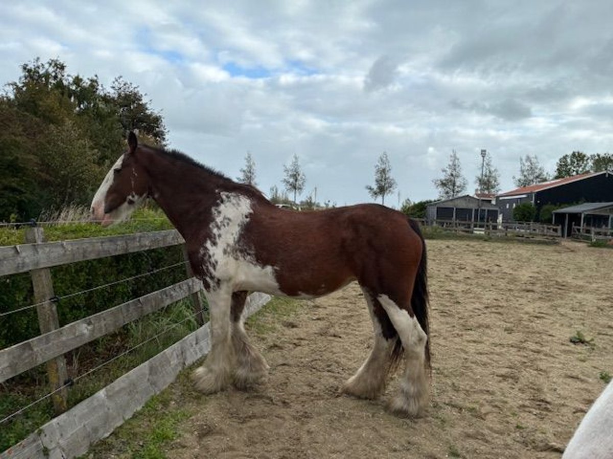 Clydesdale Stute 17 Jahre 172 cm Schecke in Burgh-Haamstede