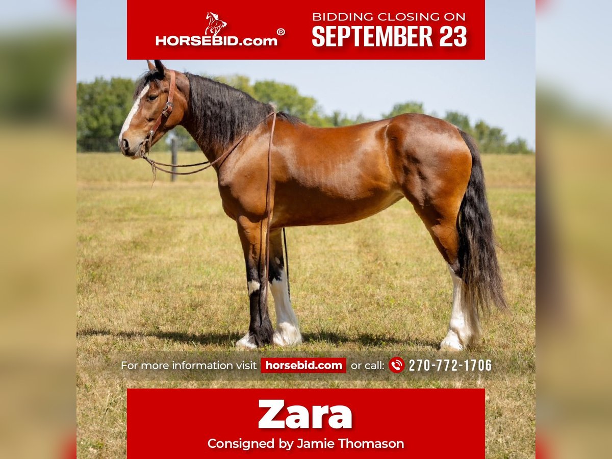 Clydesdale Mix Stute 3 Jahre 163 cm Rotbrauner in Auburn, KY