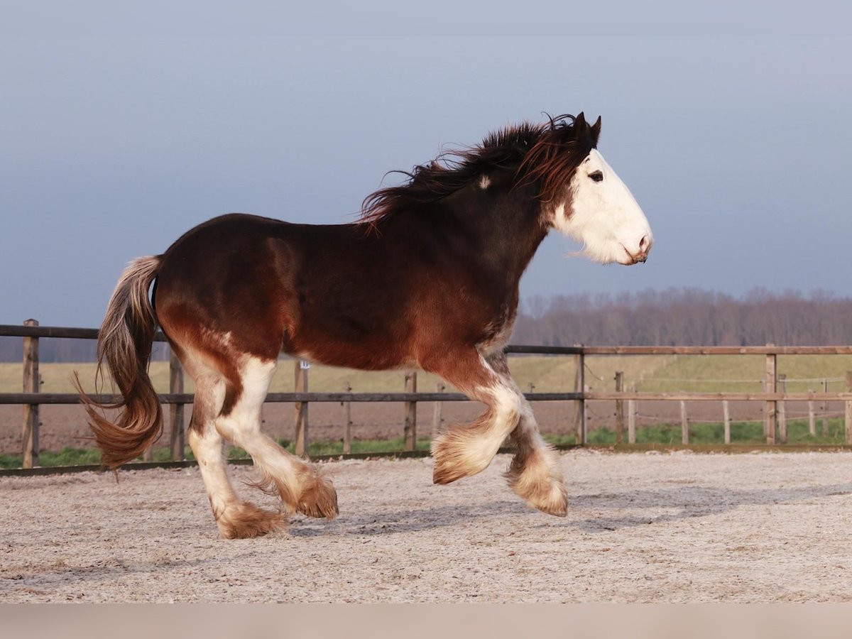 Clydesdale Stute 6 Jahre 175 cm Brauner in Oud-Vossemeer