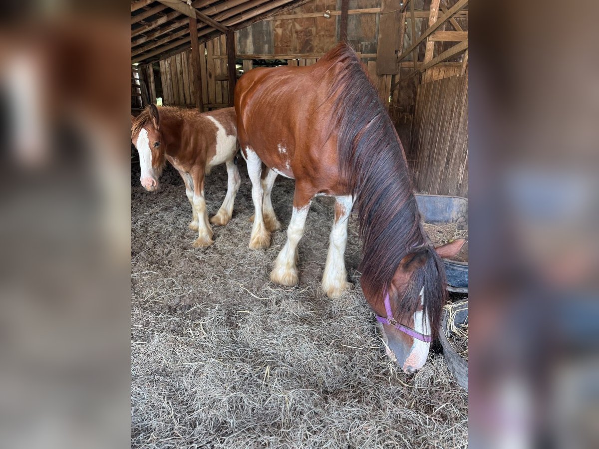 Clydesdale Stute 9 Jahre 163 cm Rotbrauner in Pulaski TN