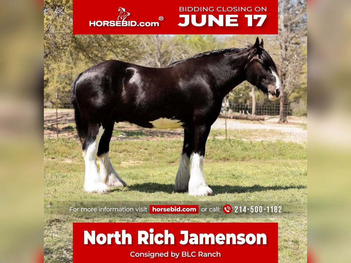 Clydesdale Valack 6 år 183 cm Svart in Grand Saline