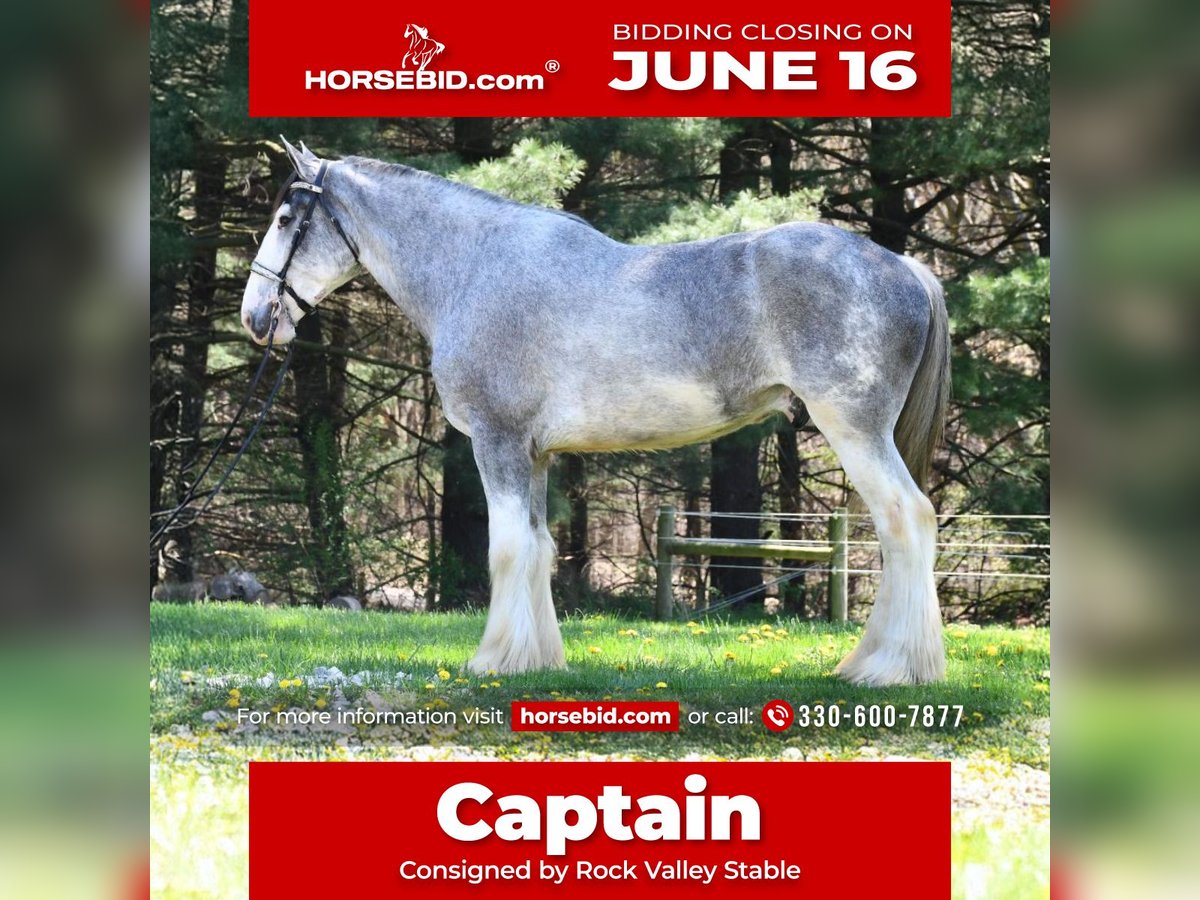 Clydesdale Wałach 4 lat 173 cm Karodereszowata in Strasburg, OH
