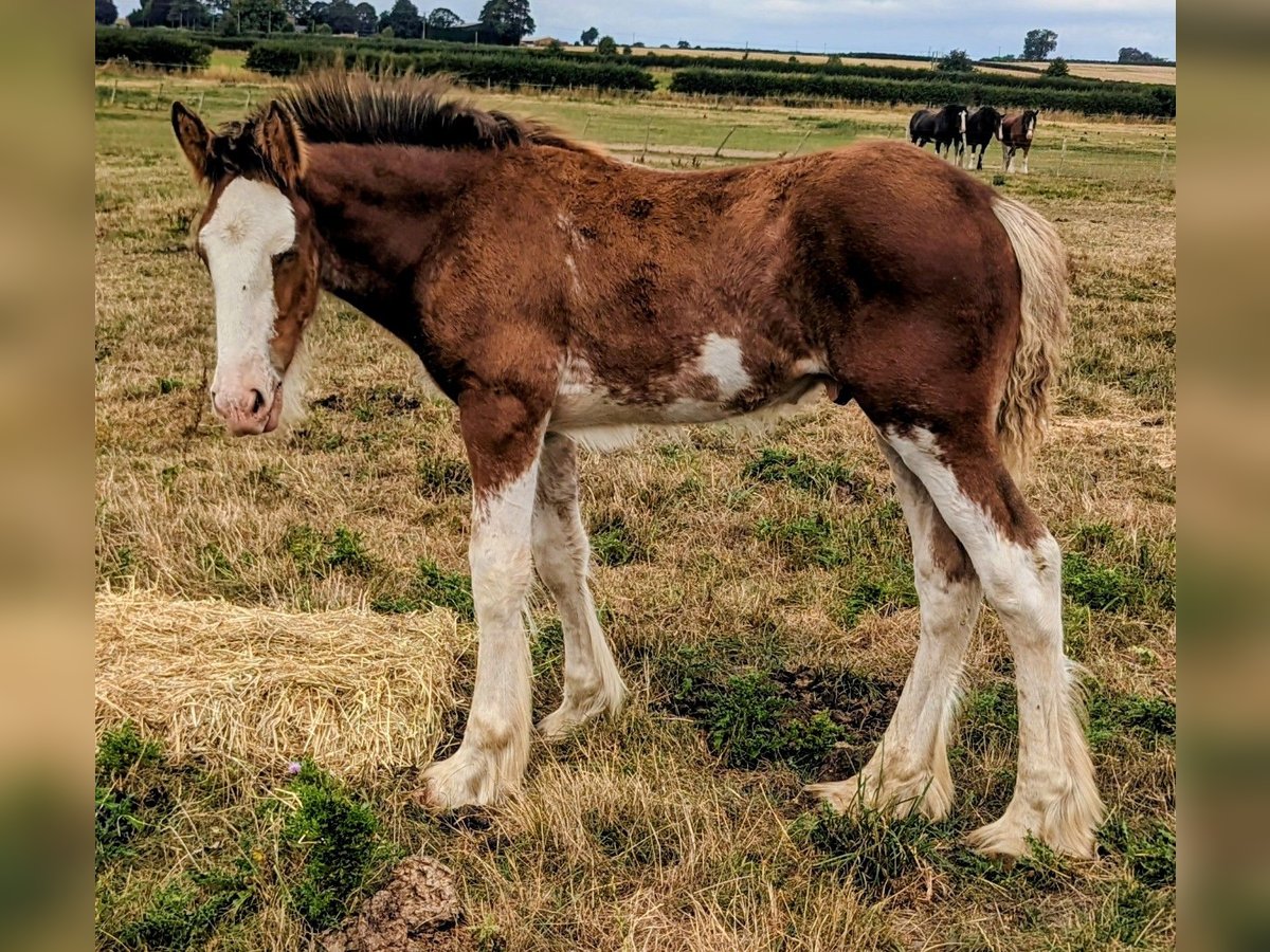 Clydesdale Wałach Źrebak (05/2025) 175 cm Gniada in York