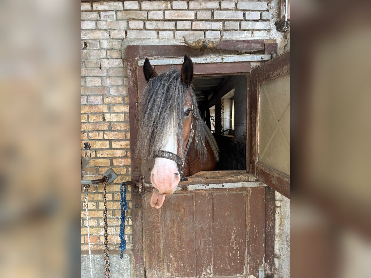 Clydesdale Wallach 11 Jahre Brauner in M&#xFC;lligen