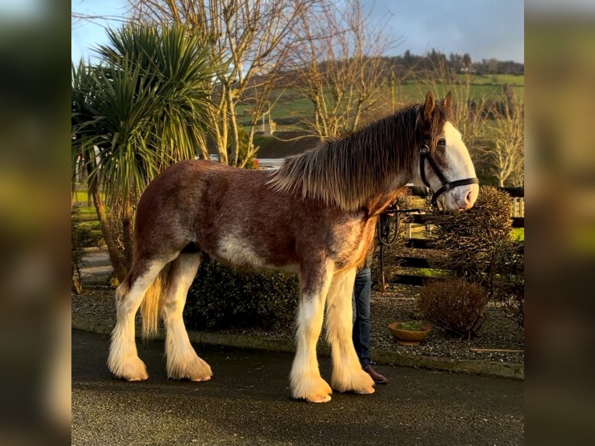 Clydesdale Wallach 2 Jahre 170 cm Roan-Bay in Newry