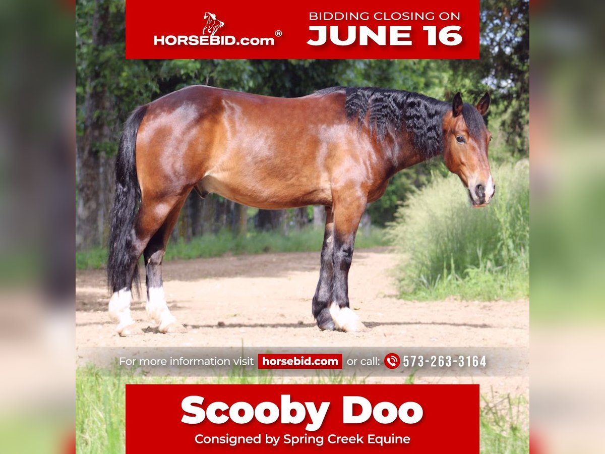 Clydesdale Mix Wallach 5 Jahre 155 cm Rotbrauner in Rolla, MO