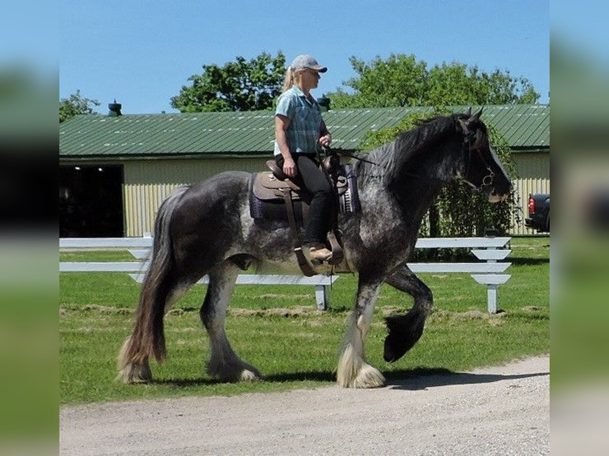 Clydesdale Wallach 5 Jahre 173 cm Roan-Blue in Hanover, On