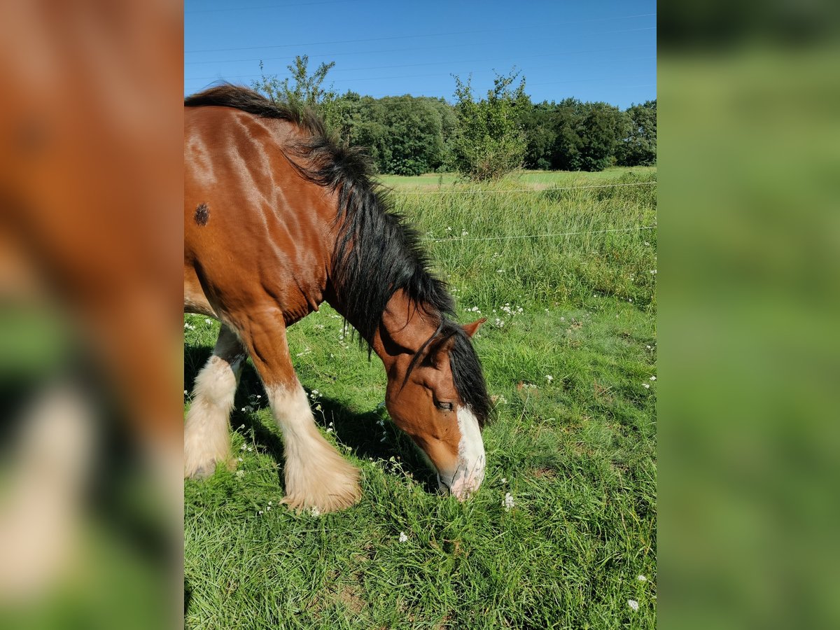 Clydesdale Wallach 7 Jahre 177 cm Rotfuchs in Walsleben
