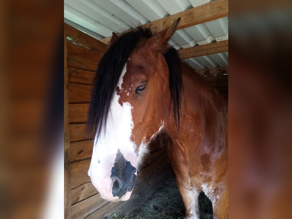 Clydesdale Wallach 7 Jahre 177 cm Rotfuchs in Walsleben