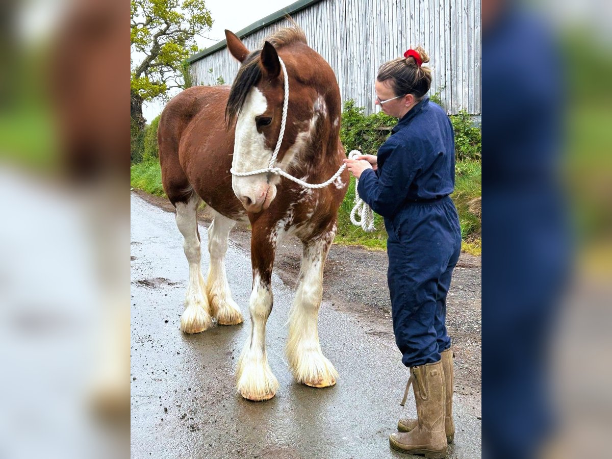 Clydesdale Yegua 11 años in whitegate Clydesdale Yegua 11 años in whitegate