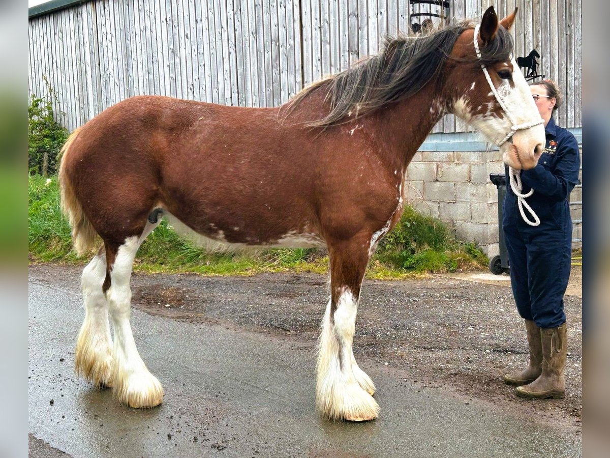 Clydesdale Yegua 11 años in whitegate Clydesdale Yegua 11 años in whitegate