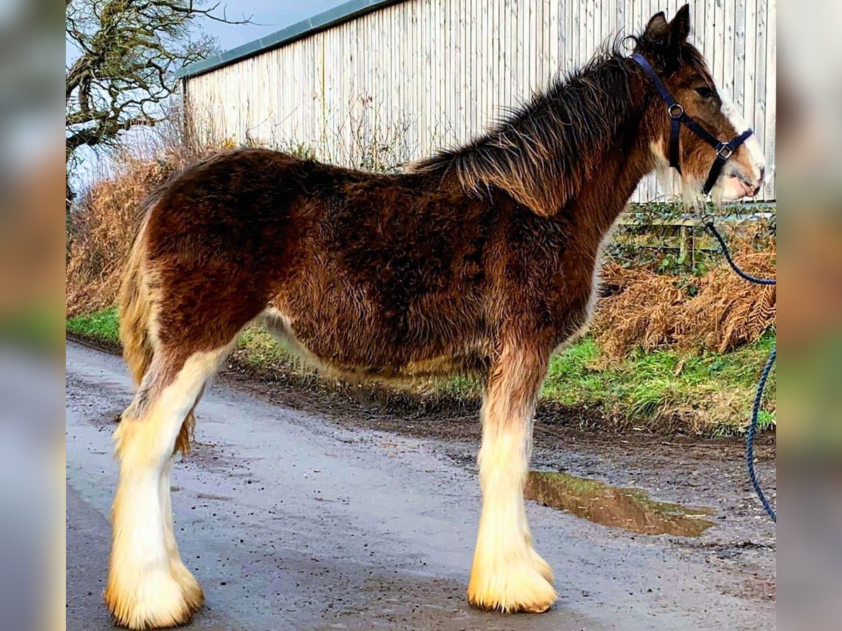 Clydesdale Yegua 1 año in whitegate
