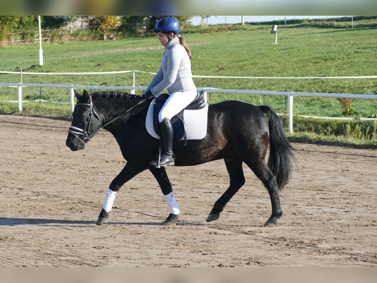 Cob Caballo castrado 10 años 140 cm Negro in Ganschow