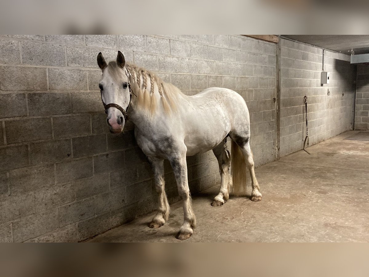 Cob Caballo castrado 10 años 156 cm Tordo in Heusden-Zolder