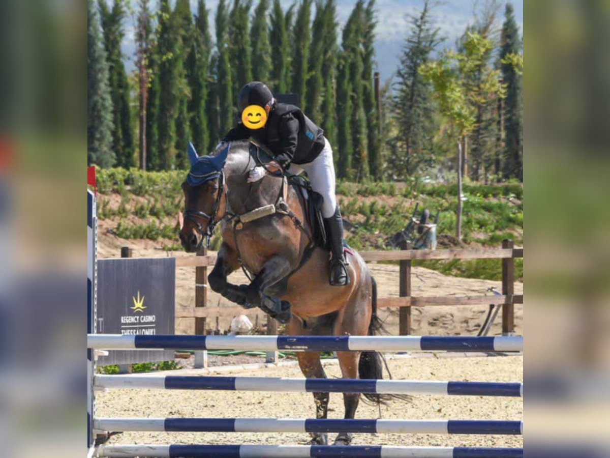 Cob Mestizo Caballo castrado 10 años Ruano alazán in Corfu