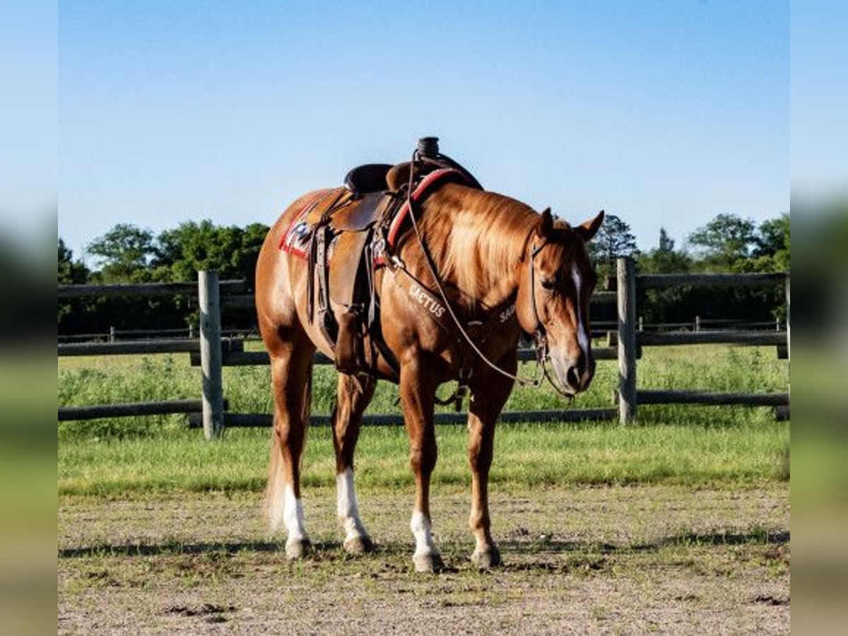 Cob Caballo castrado 12 años Castaño in Dallas