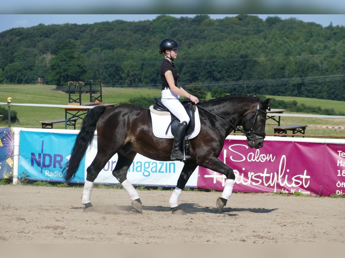 Cob Caballo castrado 13 años 150 cm Morcillo in Ganschow