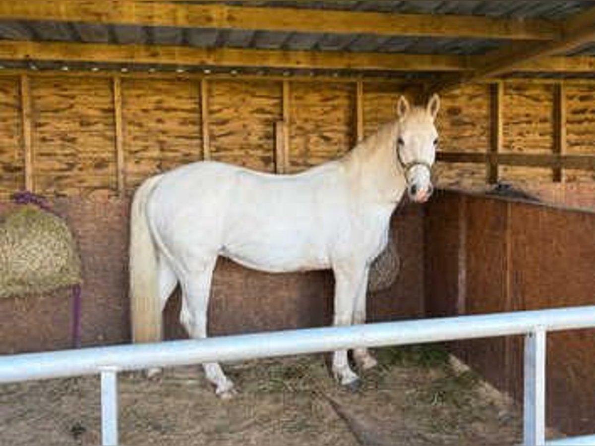 Cob Mestizo Caballo castrado 3 años 142 cm Tordo in Lisbon