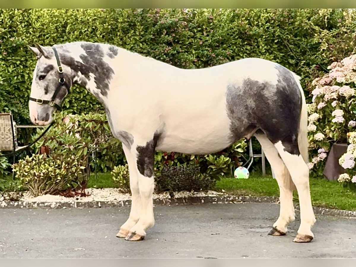 Cob Caballo castrado 3 años 153 cm Tordo rodado in Dundalk