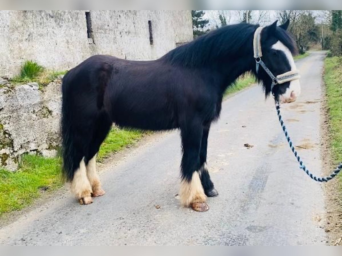 Cob Caballo castrado 4 años 140 cm Negro in Sligo
