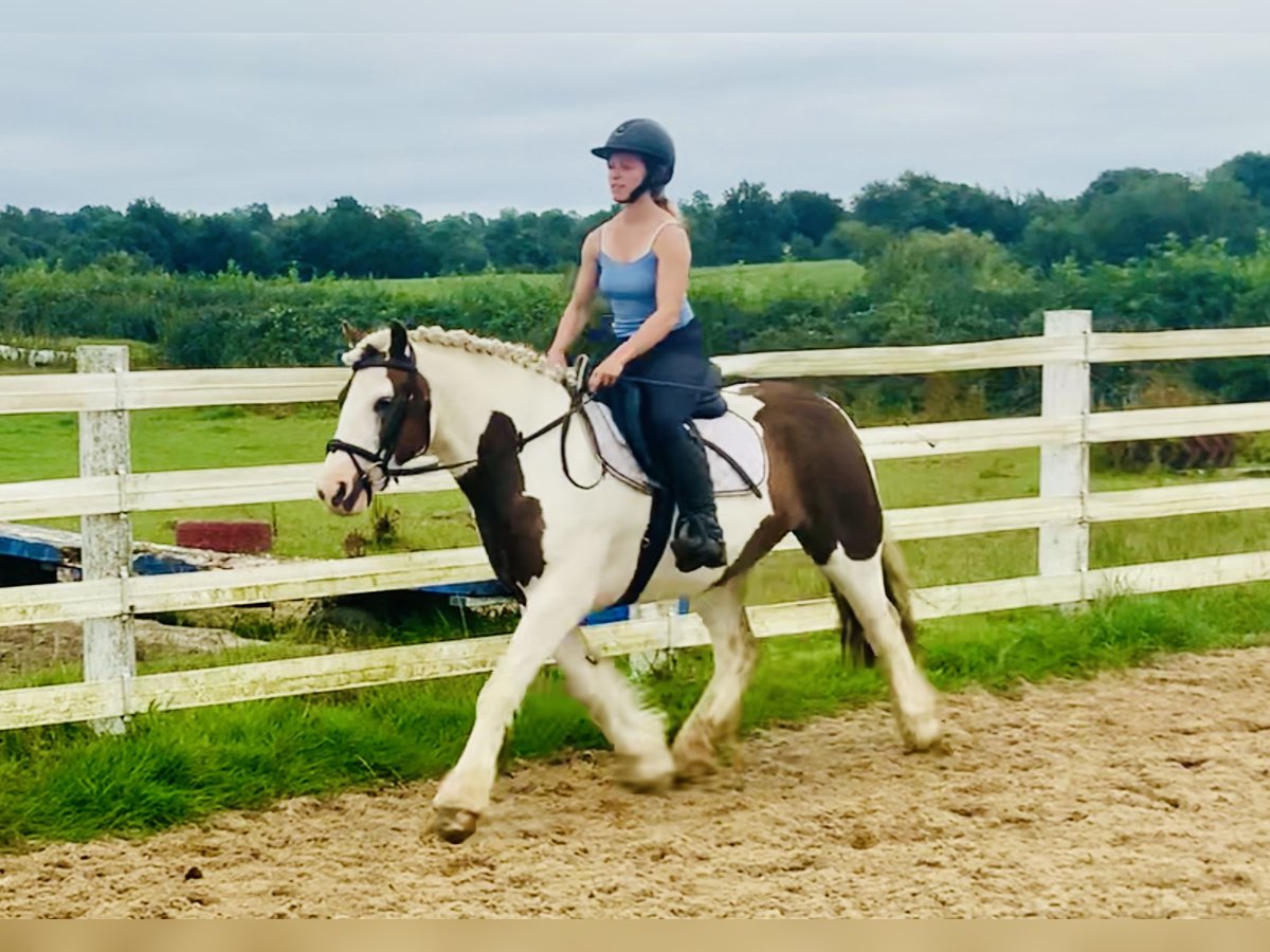 Cob Caballo castrado 4 años 142 cm Pío in ountrath