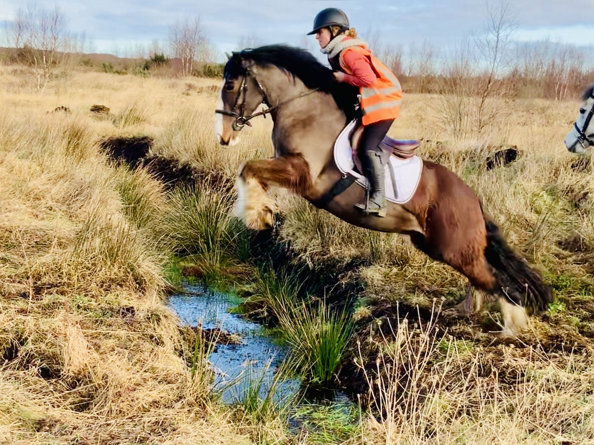 Cob Caballo castrado 4 años 148 cm Castaño in Mountrath