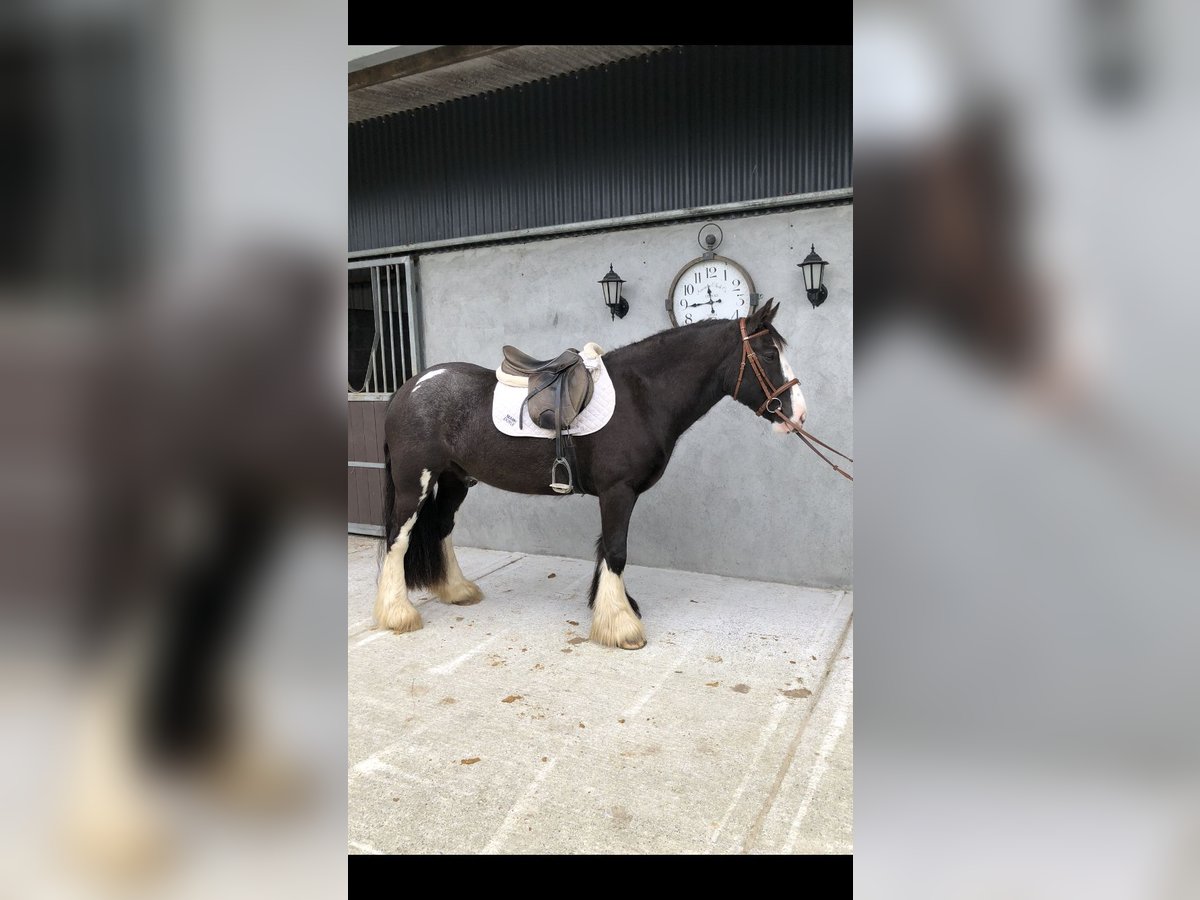 Cob Caballo castrado 4 años 150 cm Castaño in Galway