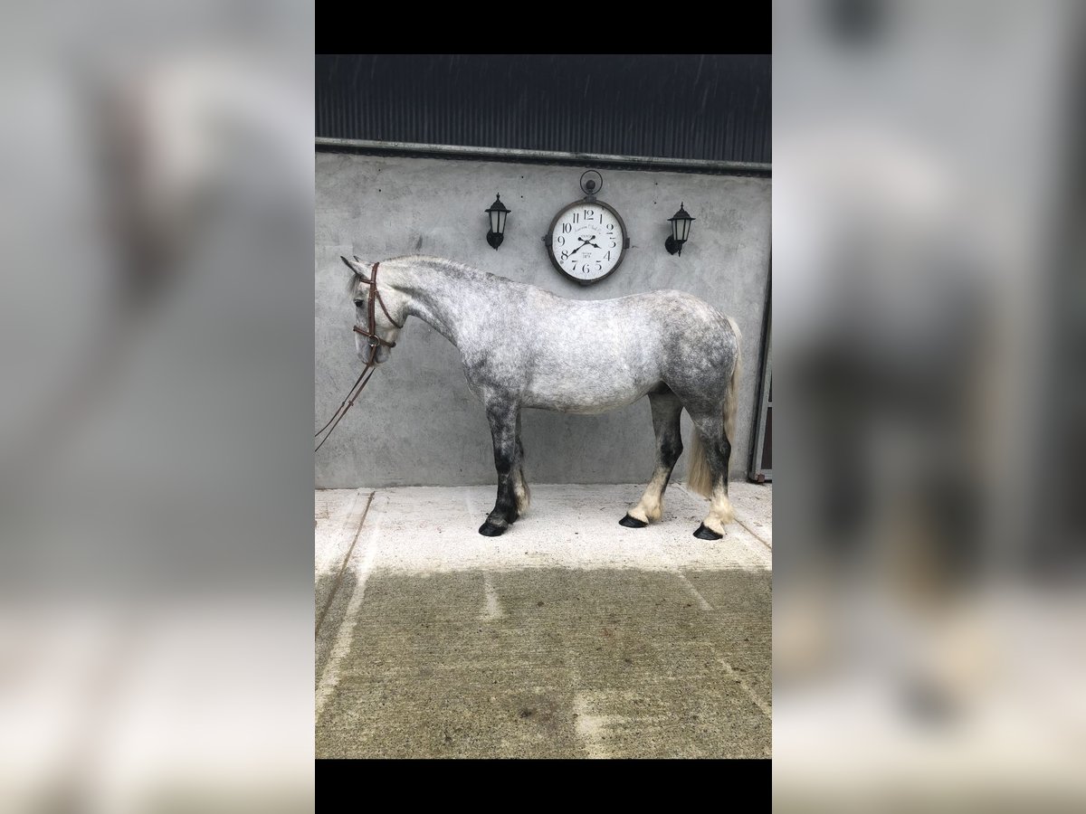 Cob Caballo castrado 4 años 153 cm Tordo in Galway