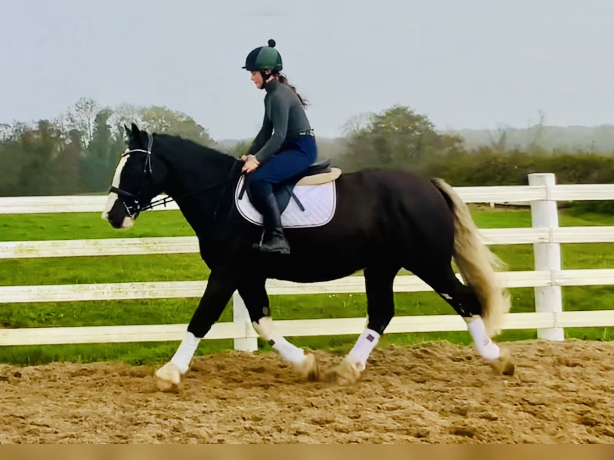 Cob Caballo castrado 4 años 162 cm Negro in Mountrath