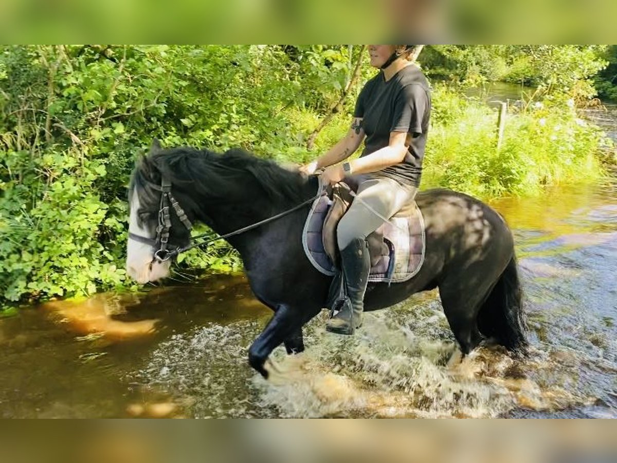 Cob Caballo castrado 5 años 128 cm Negro in Sligo