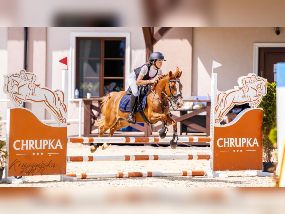 Cob Caballo castrado 5 años 137 cm Alazán in Sędzinko